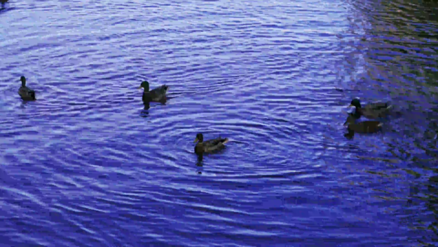 ducks take off 3840x2160 420 8 30 500.y4m libx264 ll 8M.H264 0 3840x2160 decoded