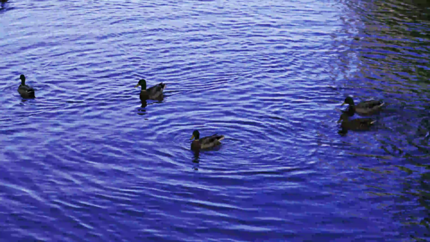 ducks take off 3840x2160 420 8 30 500.y4m nvenc ll 8M.H264 0 3840x2160 decoded